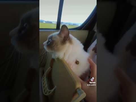 動物病院に向かうのを察して泣きわめく猫！😂#ラグドール #shorts