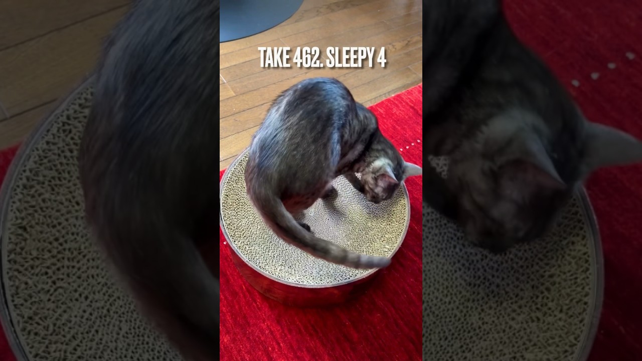 #お気に入り の #バリバリボウル で #お昼寝 にゃ❗️物音が気になって時間がかかったけど、最後には爆睡にゃ‼️エジプシャンマウ #egyptianmaucat #shorts