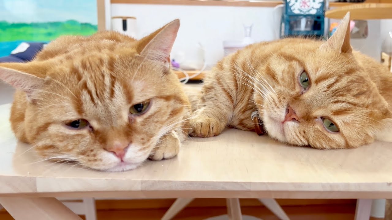 日本が40℃に近づいた日の猫たちの様子がこちらです
