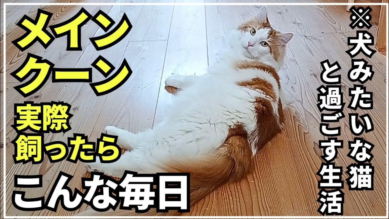 犬みたいな大型猫メインクーンとの遊び方