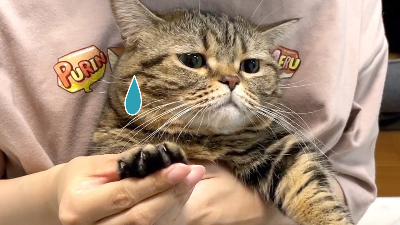 恐ろしい凶器を持った猫が発見されたので没収しました！
