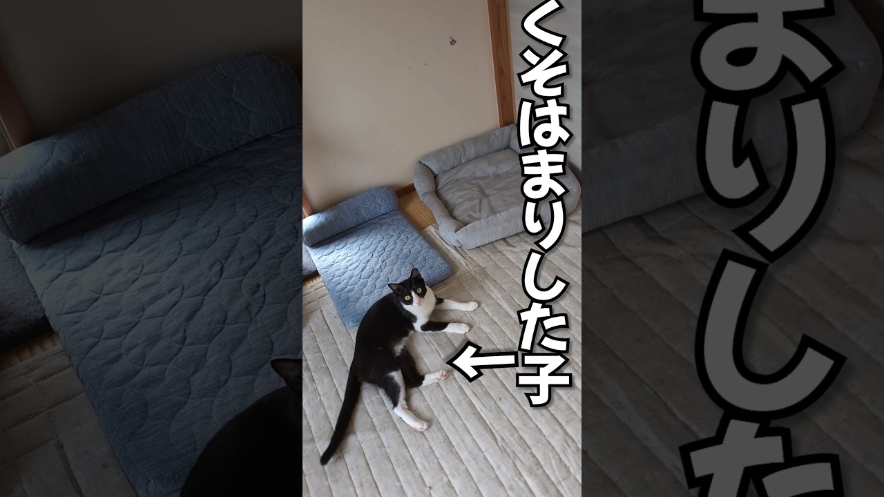 夏仕様のベッドを初日から使いこなす保護猫　 #保護猫 #猫お風呂 #捨て猫 #cat #保護ねこの家 #猫のいる暮らし #ねこ