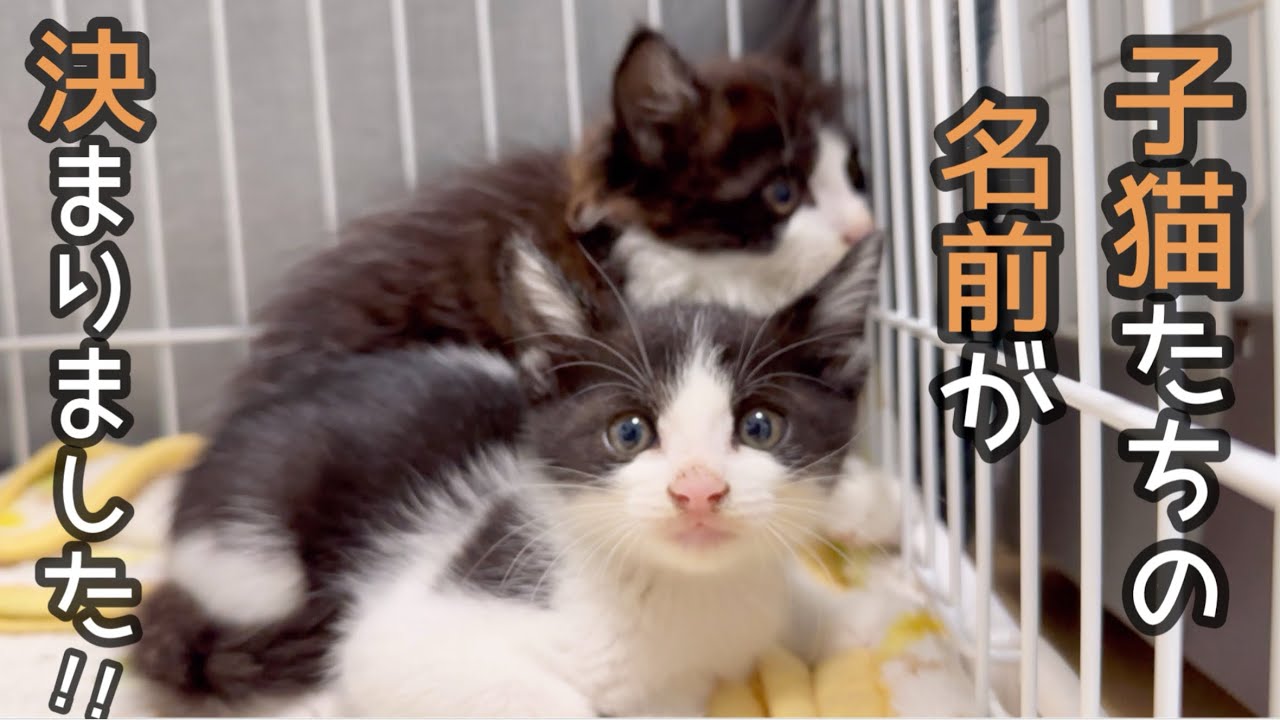 保護した子猫の名前が決まったので発表します！！