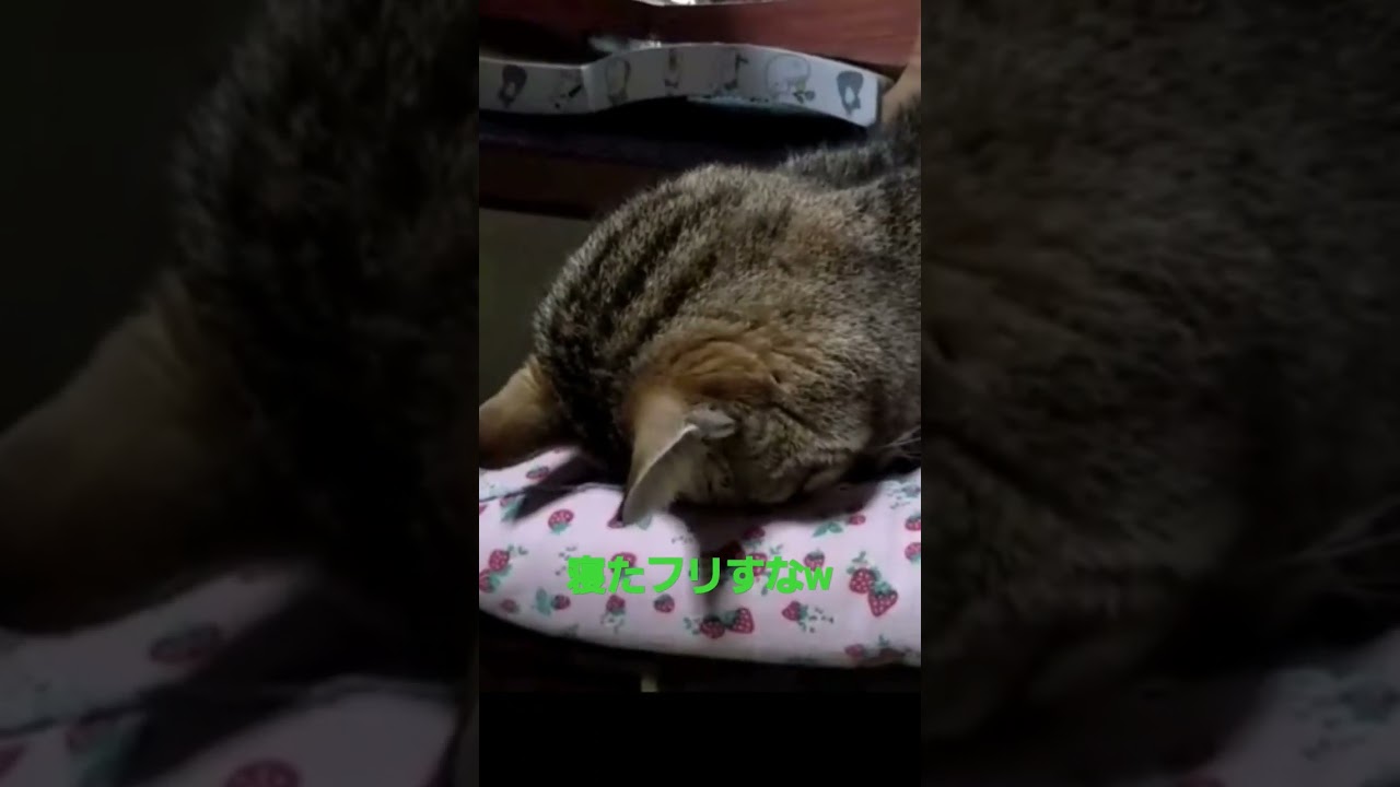 【マンチカン】猫も寝たフリくらいします #猫