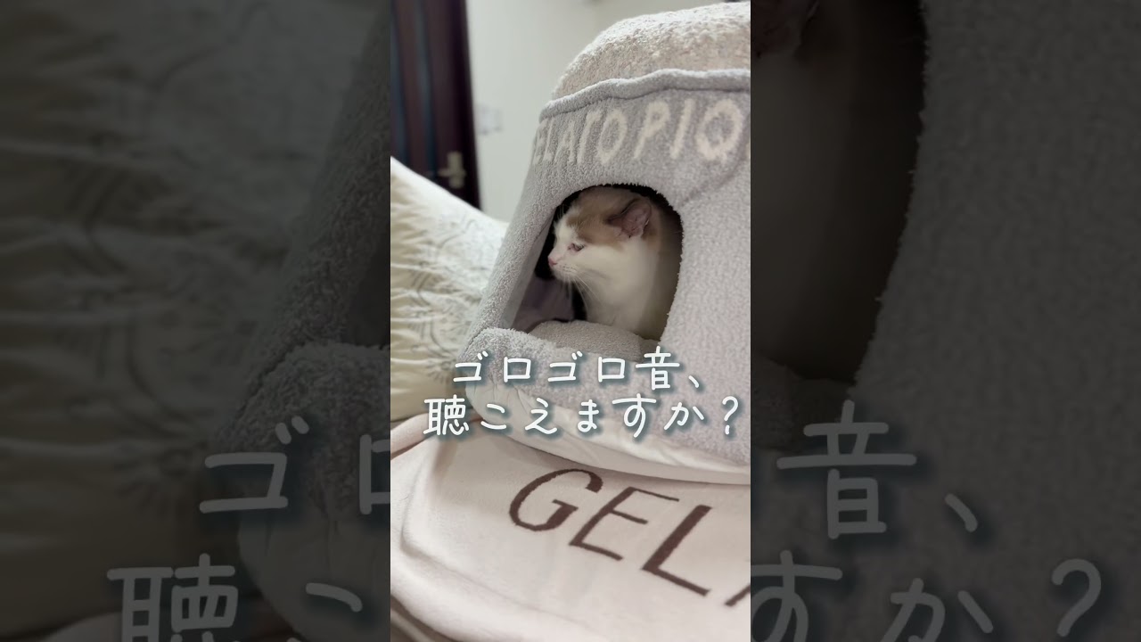 推しの猫さんが妊娠したのであるものを買いました☀️#ラグドール#ラグドールブリーダー#猫ブリーダー#猫のいる暮らし