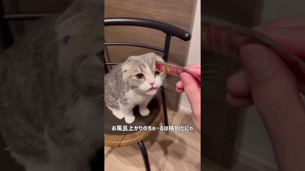 ご褒美のちゅ〜る #cat #スコティッシュフォールド #のん #おすすめ