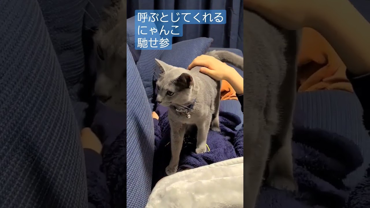 呼ぶと馳せ参じてくれる猫 #ロシアンブルー #shorts