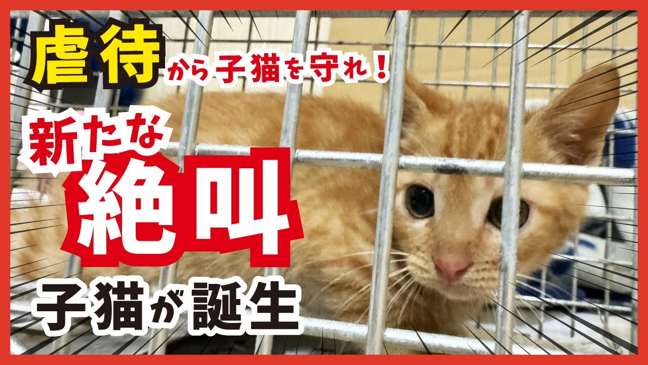 【虐待危機から保護した子猫】またまた叫ぶ！５匹目の子猫がようやく合流しました。
