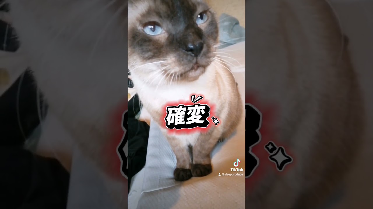 シャム猫#shorts #cat #猫#猫ミーム#15歳#猫のいる暮らし