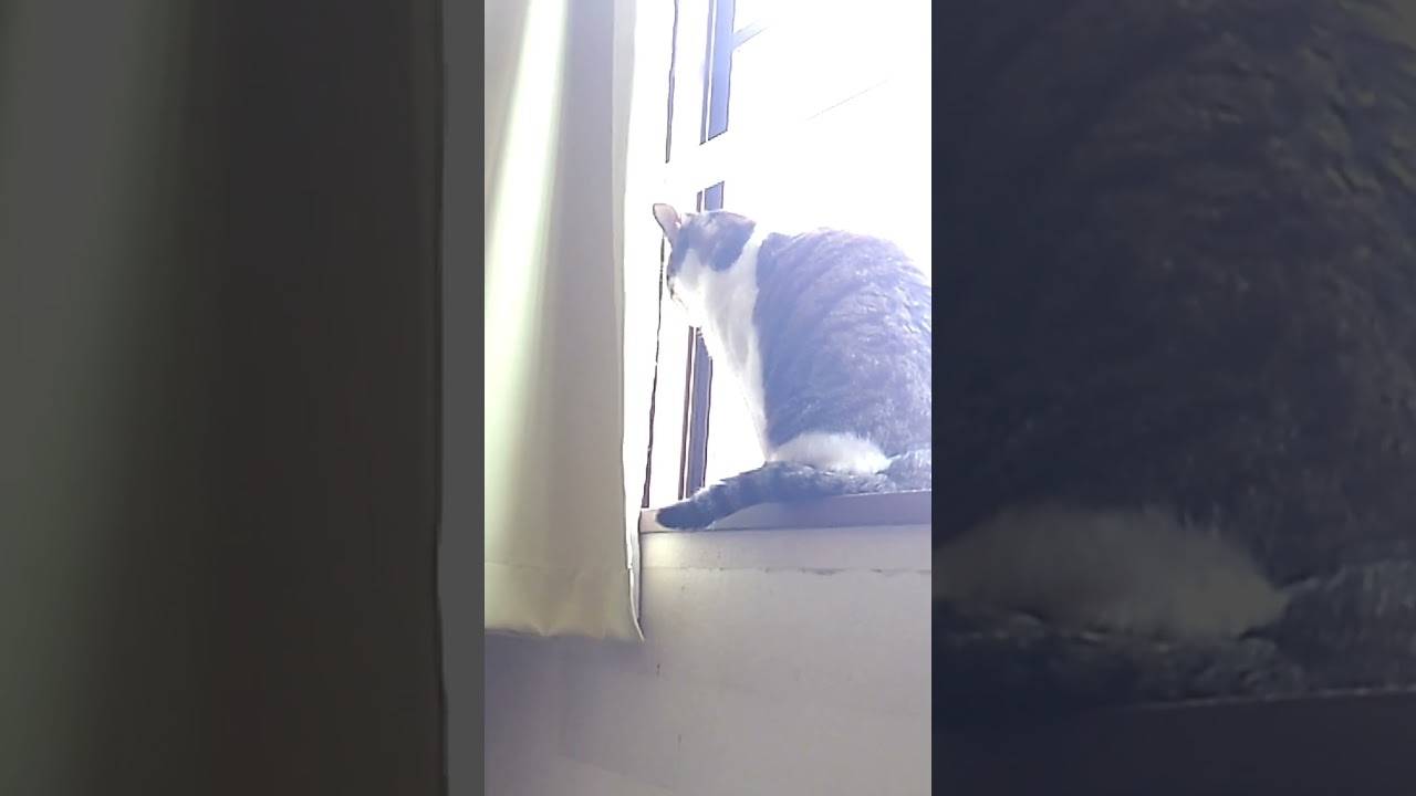 登って来ようとする猫を迎撃してシャーする猫 #Shorts​