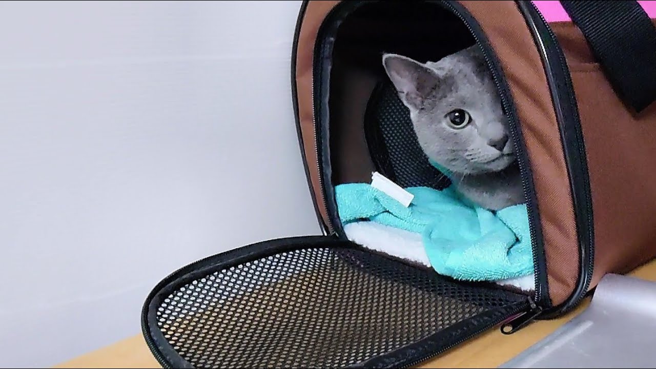 【猫動画】キャリーバッグに慣れてきたロシアンブルー【russianblue】Russian blue that has become accustomed to carry bags
