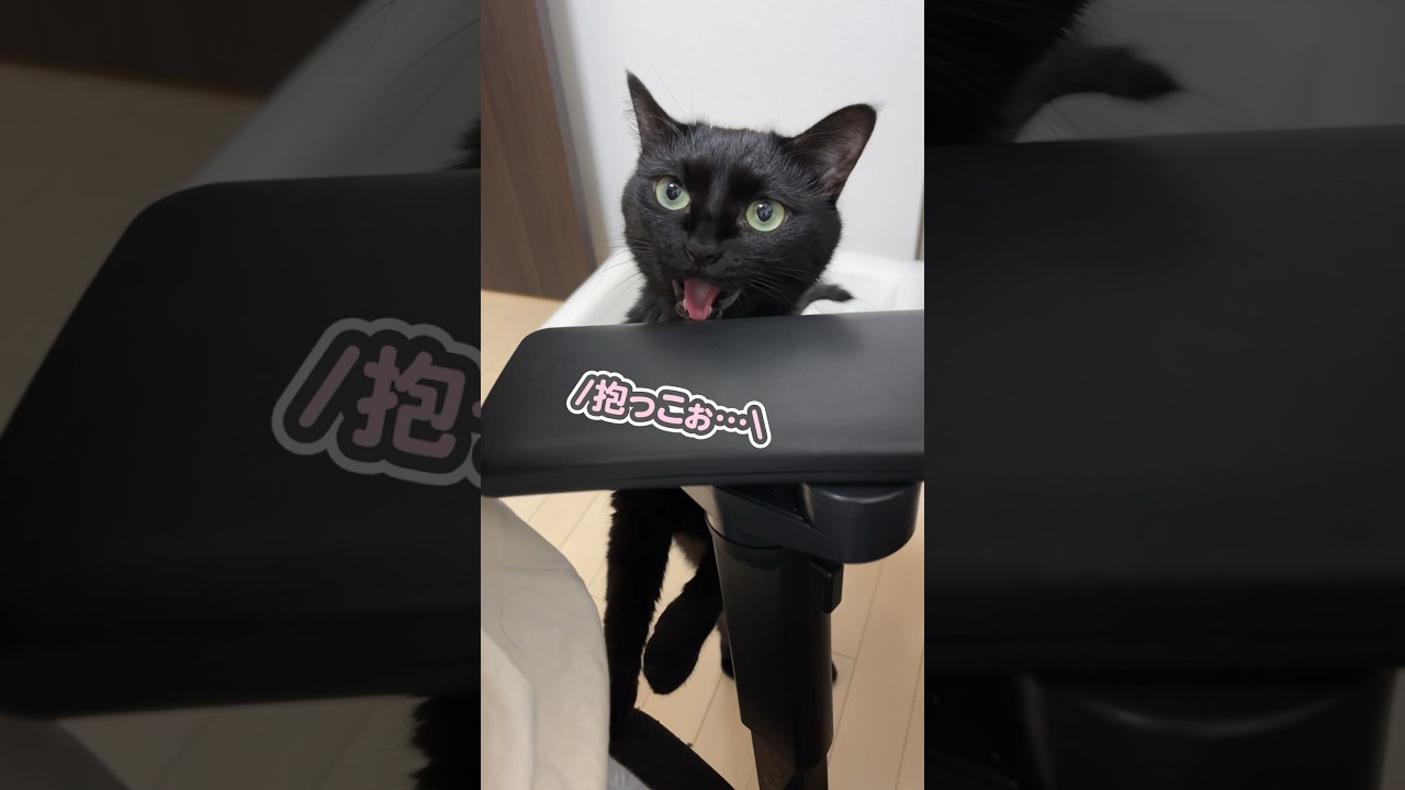 「抱っこぉ…」とパパにおねだりする、甘えん坊な猫