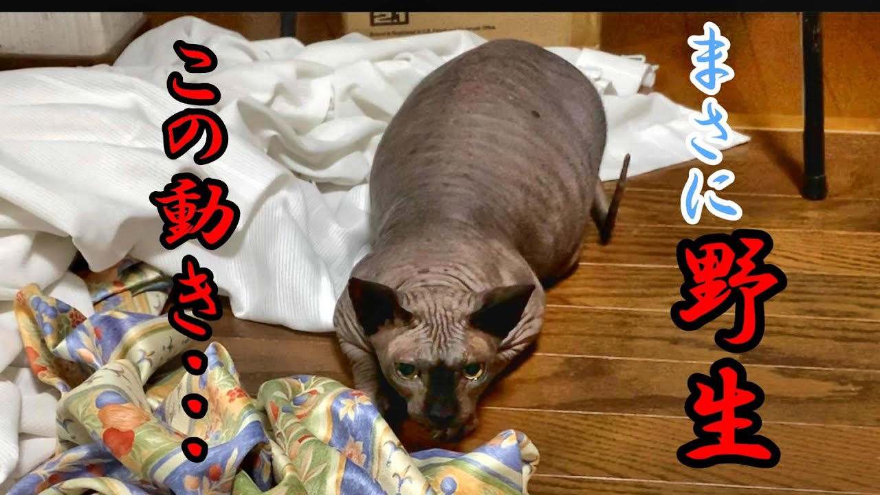 【！？】スフィンクスが本能を剝き出しの理由は