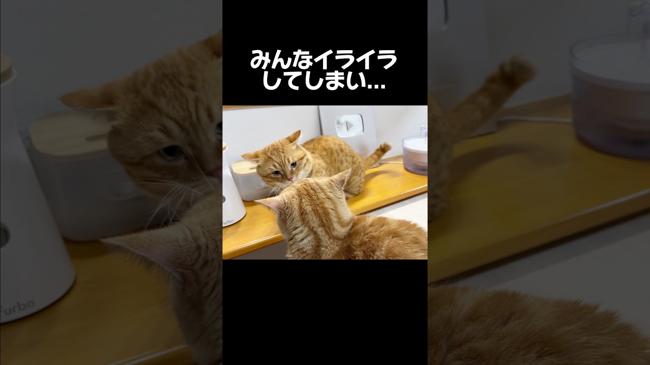暴力の真っ只中！救世主が現れた！ #猫 #マンチカン #shorts