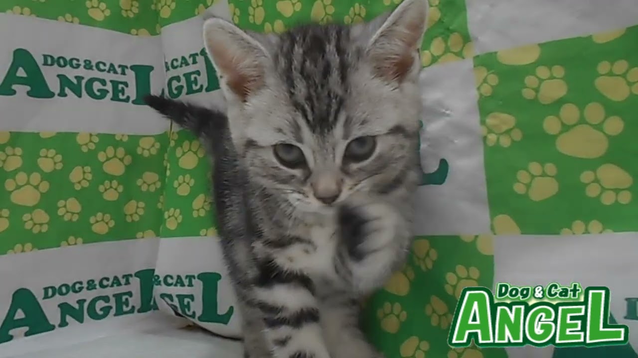 アメリカンショートヘアー 2305064 【ペットショップエンゼル　子犬・子猫販売】