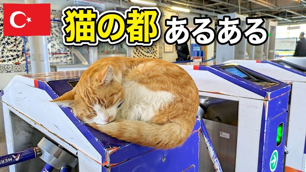 猫の都イスタンブールあるある言いたい