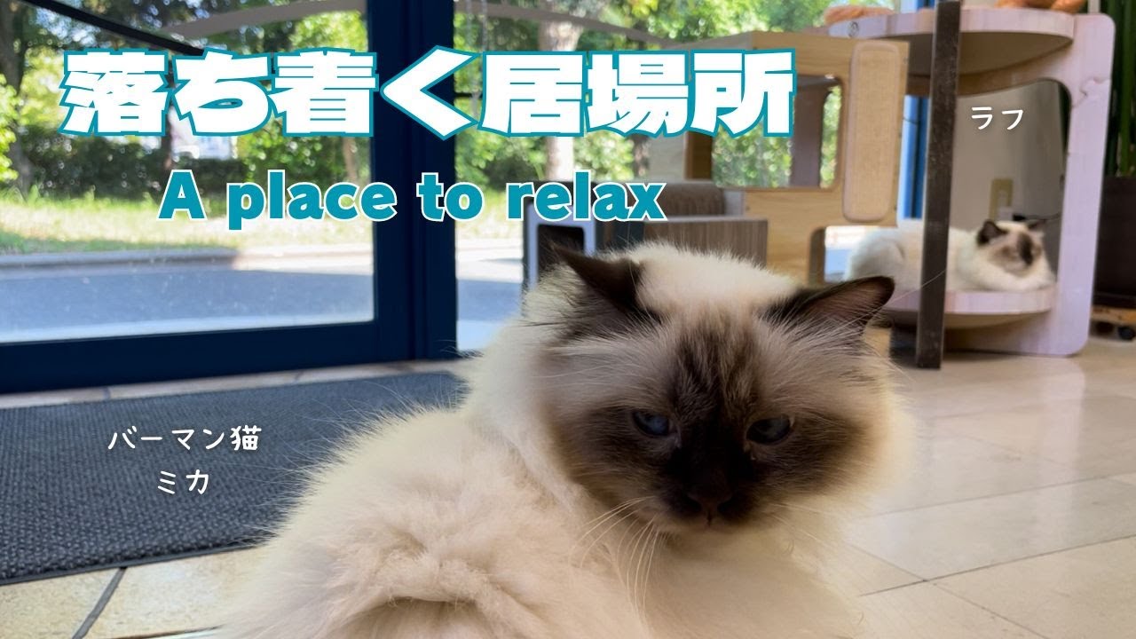 バーマン猫ミカとラフとガブ【落ち着く居場所】A place to relax（バーマン猫）BirmanCat