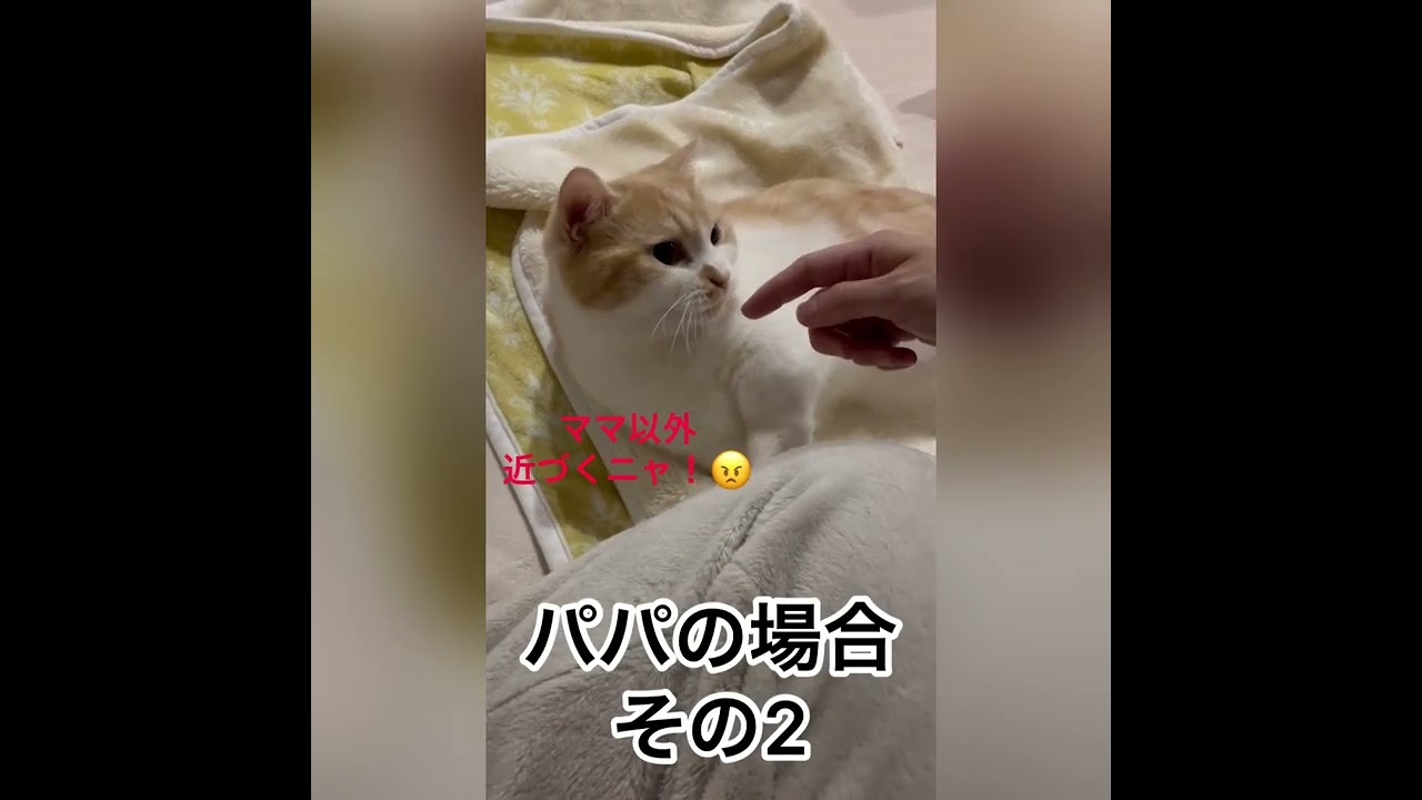 ママとパパとの対応の違い　猫マンチカンまんじろう