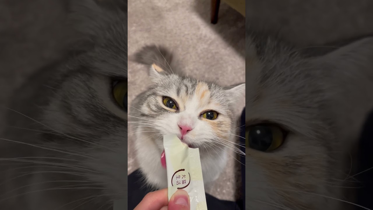 おやつ⭐️命 #shorts #cat #cute #子猫 #cutecat #猫 #癒し #スコティッシュフォールド