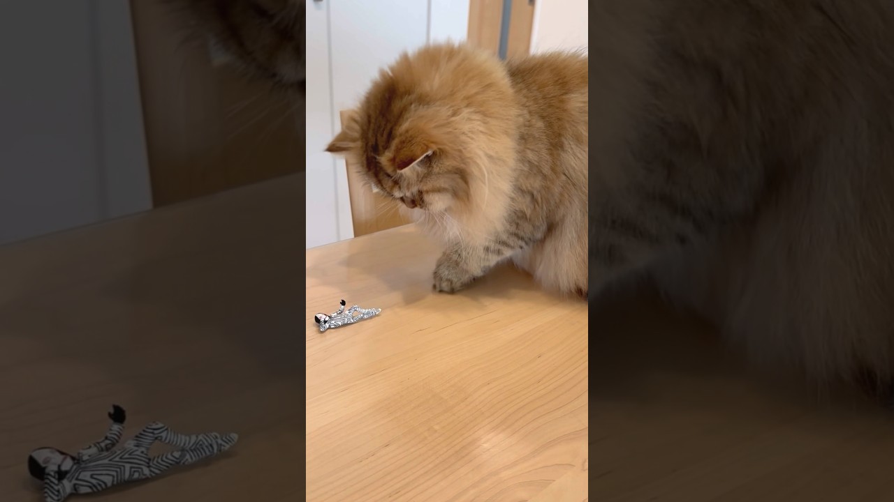 怪獣と子猫 【サイベリアン】 #Shorts