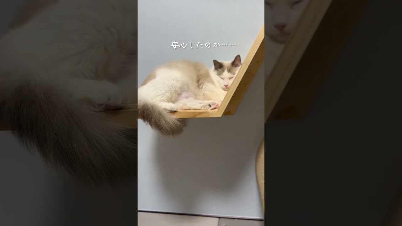 愛猫の赤ちゃんが産まれました🐈✨#ラグドール#ラグドール子猫#ラグドールブリーダー#猫ブリーダー#猫のいる暮らし#猫好きさんと繋がりたい