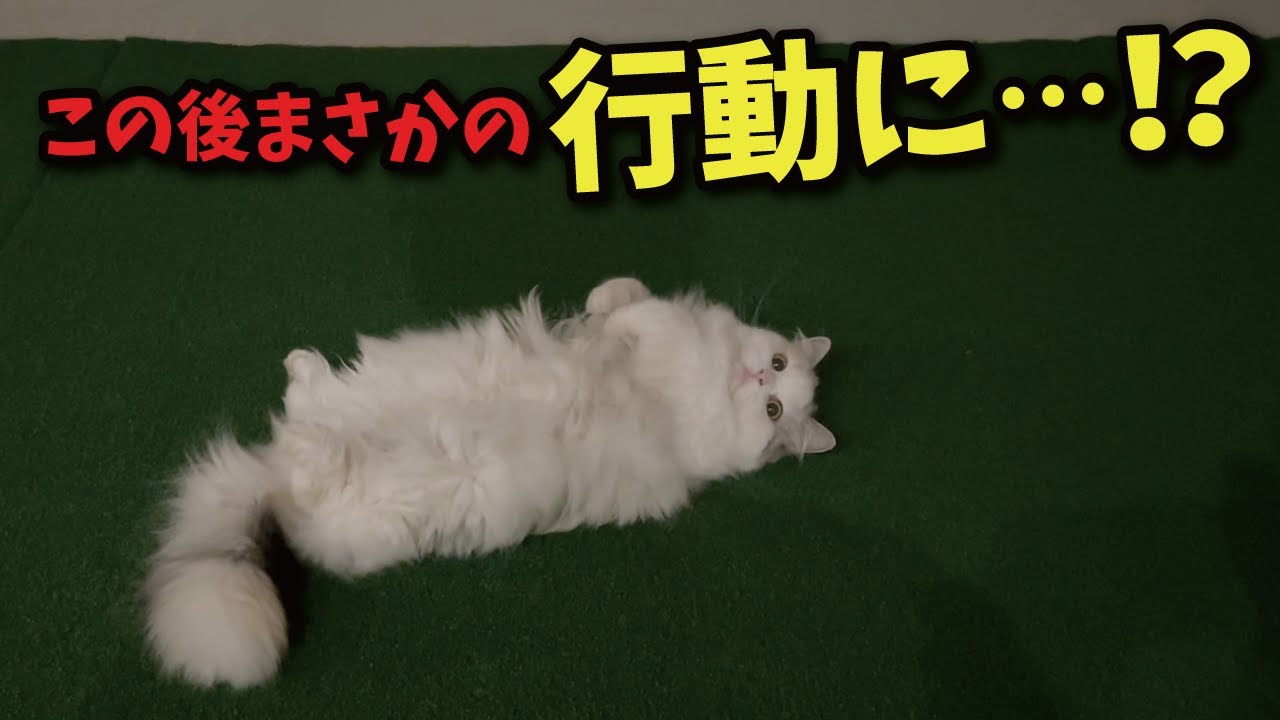 真夜中にもふもふにゃんこがまさかの行動に出ました…！【関西弁でしゃべる猫】【猫アテレコ】