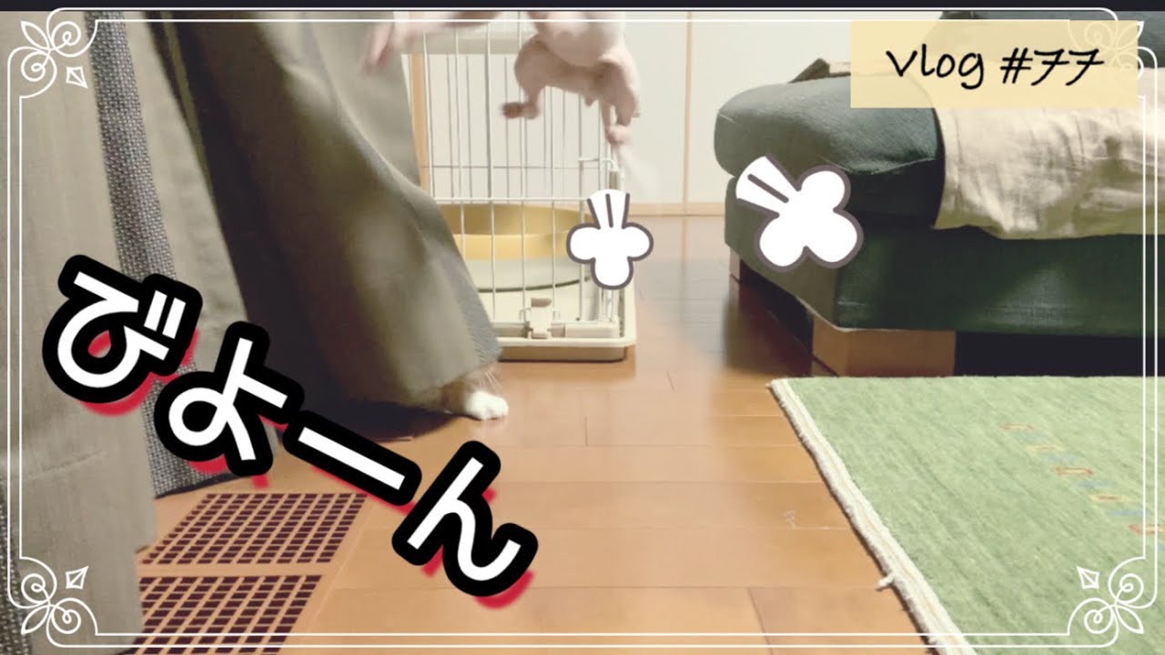 うちの猫、反射神経スゴすぎ？【スコ＆スフィンクスの日常】
