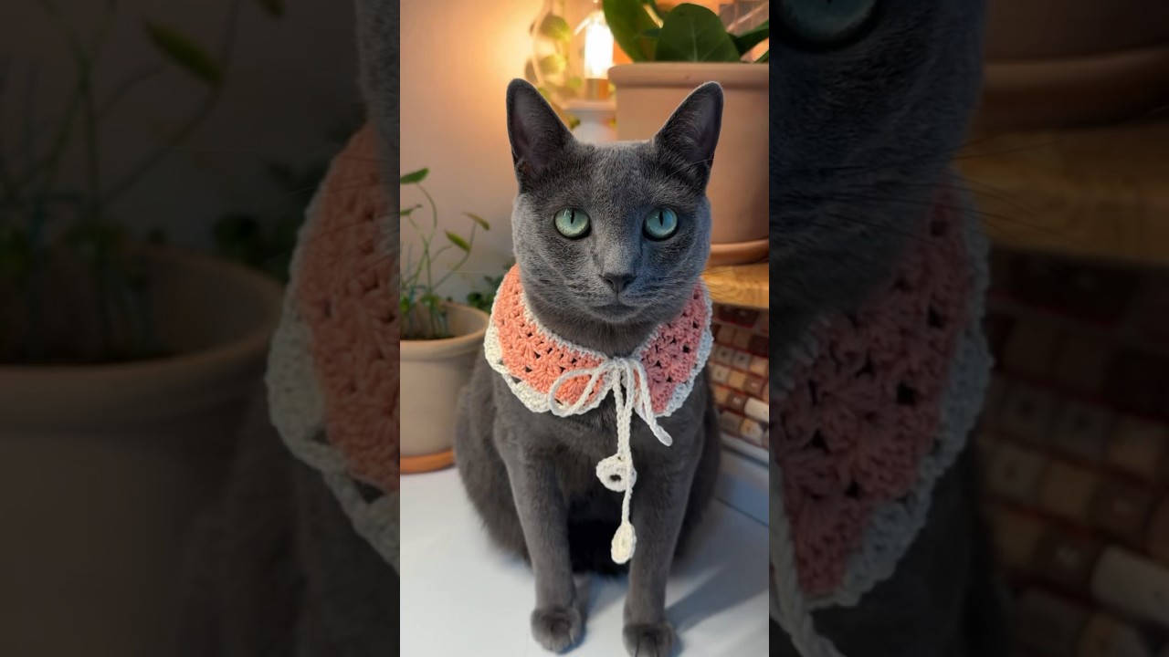 고양이 케이프로 사랑받는 방법!