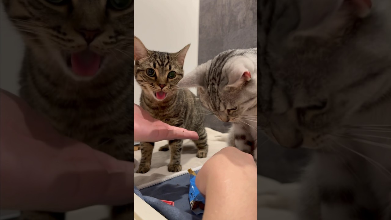 【猫動画】パパのお風呂待ちする猫たちwww #shorts