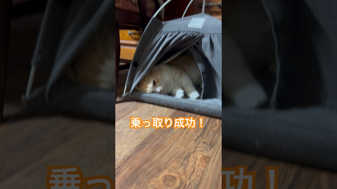 【キンカロー】犬の家乗っ取り毛玉【マンチカール】