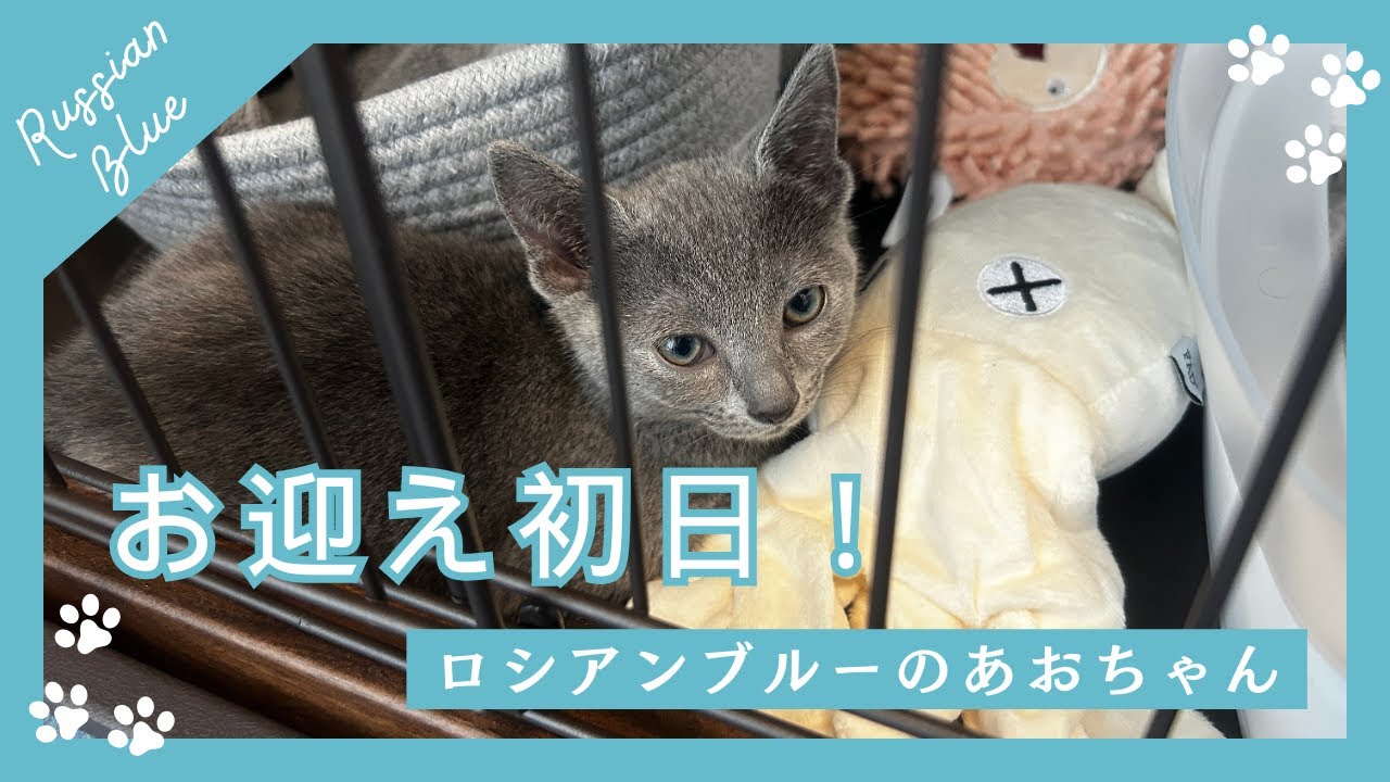 【お迎え初日】生後64日のロシアンブルー子猫をお迎えしました！