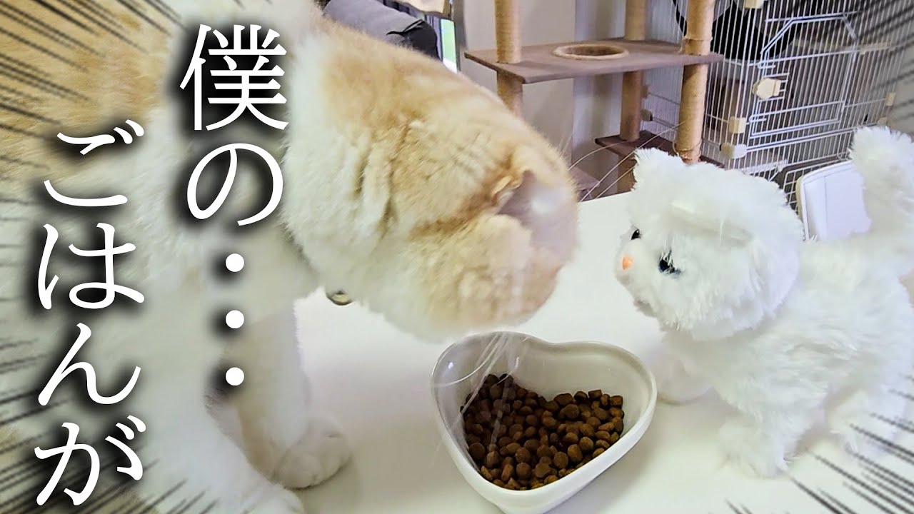 知らない子猫に自分のご飯を食べられてたら猫がこうなった...