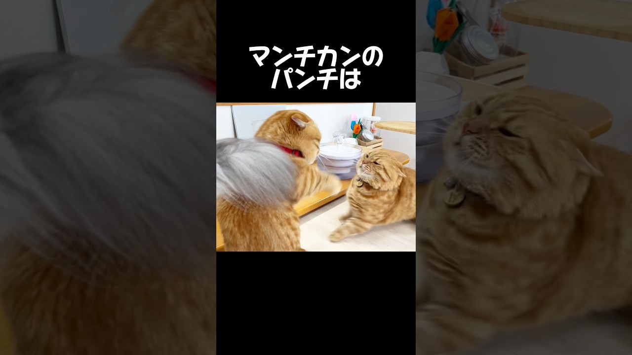 マンチカンのパンチは一発も当たらないので... #猫 #マンチカン #shorts