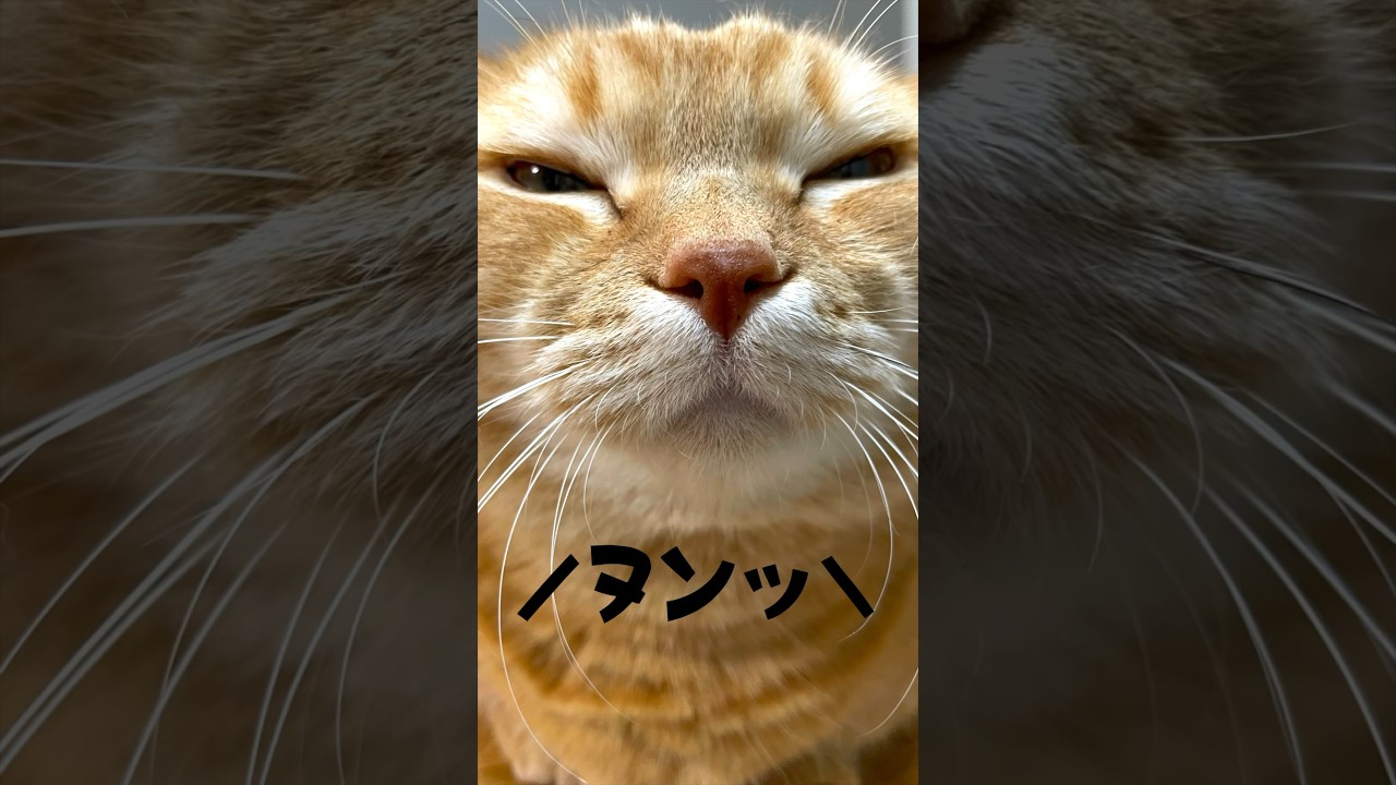 #しかのこのこのここしたんたん OP踊ってみた！#シカ色デイズ