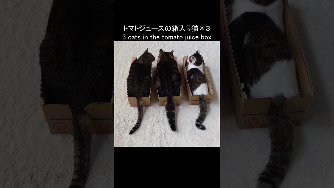 トマトジュースの箱で目の錯覚を引き起こすねこ。 #Shorts