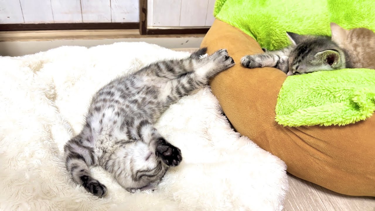 はしゃぎ過ぎた子猫の寝相が芸術的すぎた【かぐ告兄妹日記#20】The sleeping position of the over-exuberant kitten was too artistic.