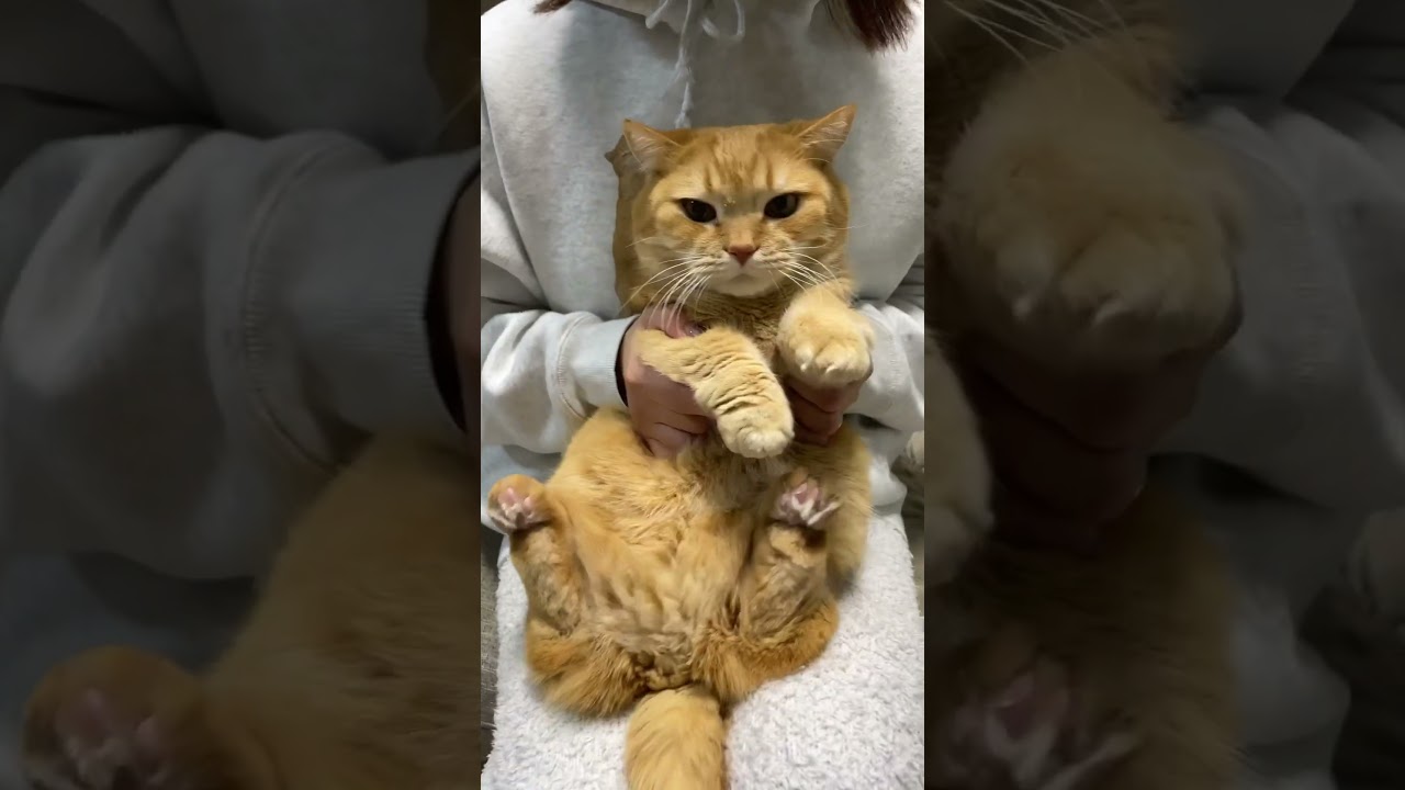 流行りのBling-Bang-Bang-Born踊らせてみた！【プリン】#blingbangbangborn #CreepyNuts #マッシュル #Mashle