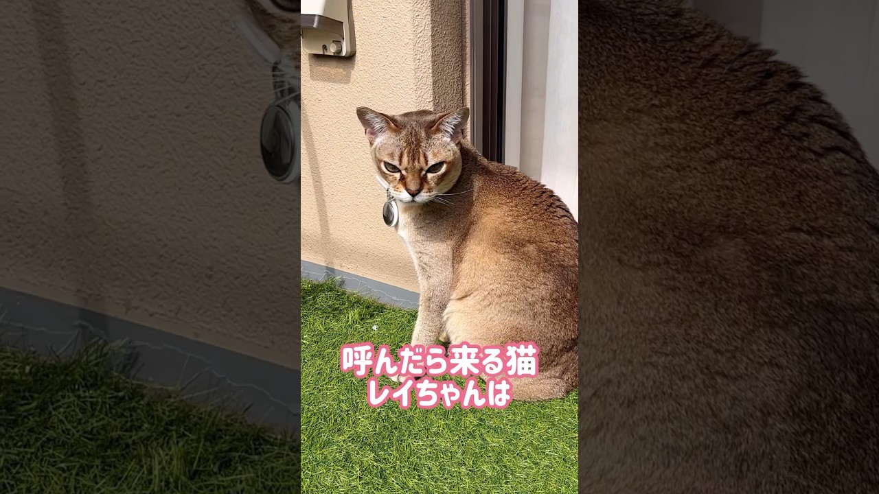 腕枕するレイちゃん #シンガプーラ #cat #shorts