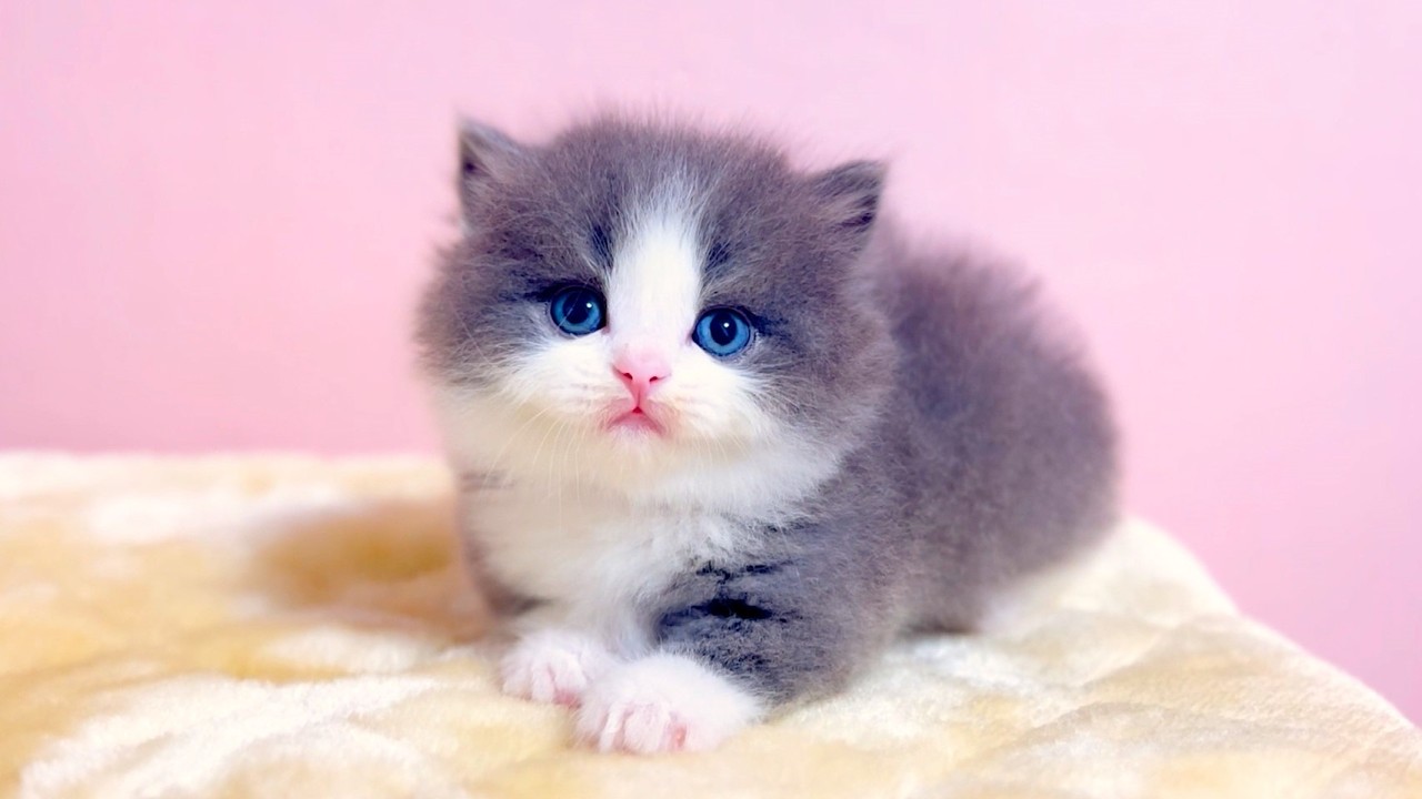 【マンチカンの子猫】子猫の撮影してると翻訳こんにゃくが欲しくなる件 ～猫のいる生活Vol.986～出産動画 マンチカン短足・ミヌエット・ペルシャ猫専門ブリーダー『ペット蔵人』【子猫の成長記録】