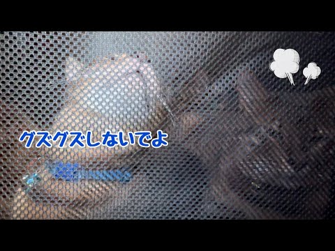 事故渋滞でグズりだすベンガル猫親子