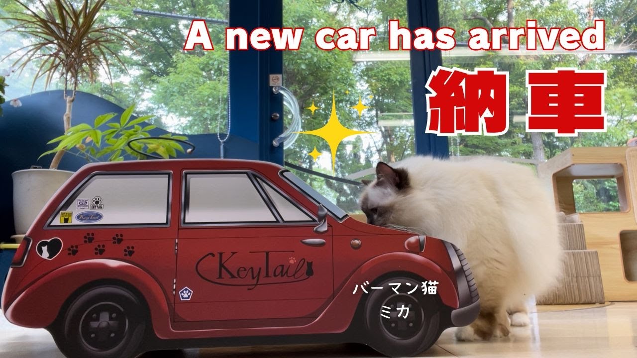 バーマン猫ラフとミカ【納車】A new car has arrived（バーマン猫）Birman/Cat