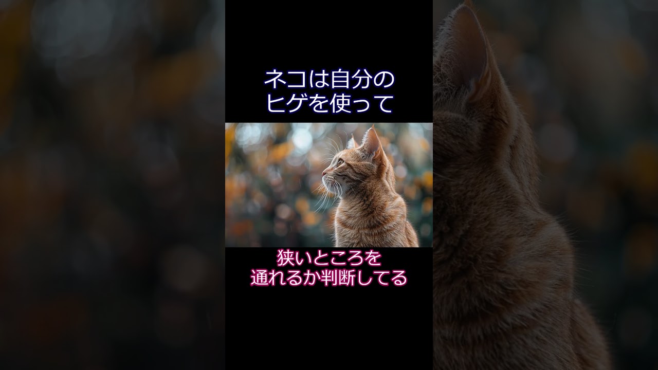 【30秒で賢くなる】日本にいるネコで一番多い柄ってどんな柄？