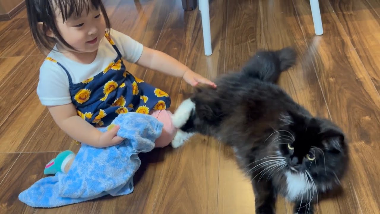 蒼の帰りを待つ猫　ラガマフィンA cat waiting for its partner to return home. Ragamuffin.