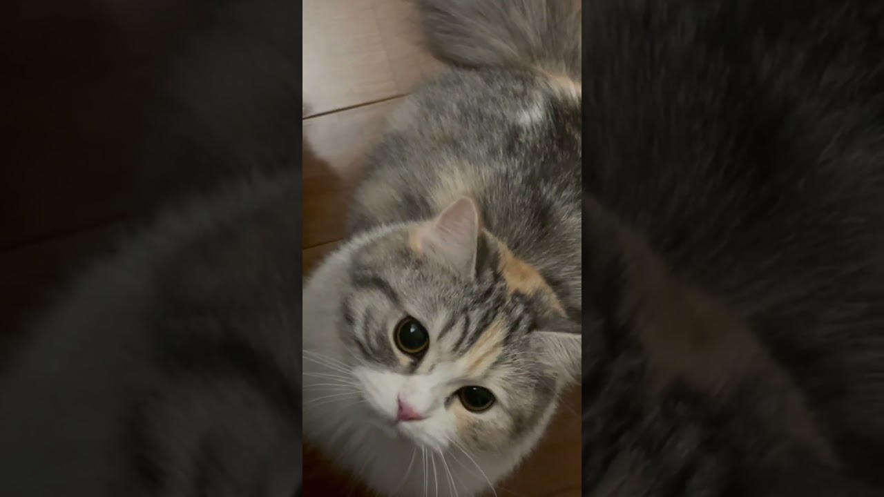 メガネハンターつみれ👓　#cat #cutecat #子猫 #猫 #癒し #スコティッシュフォールド