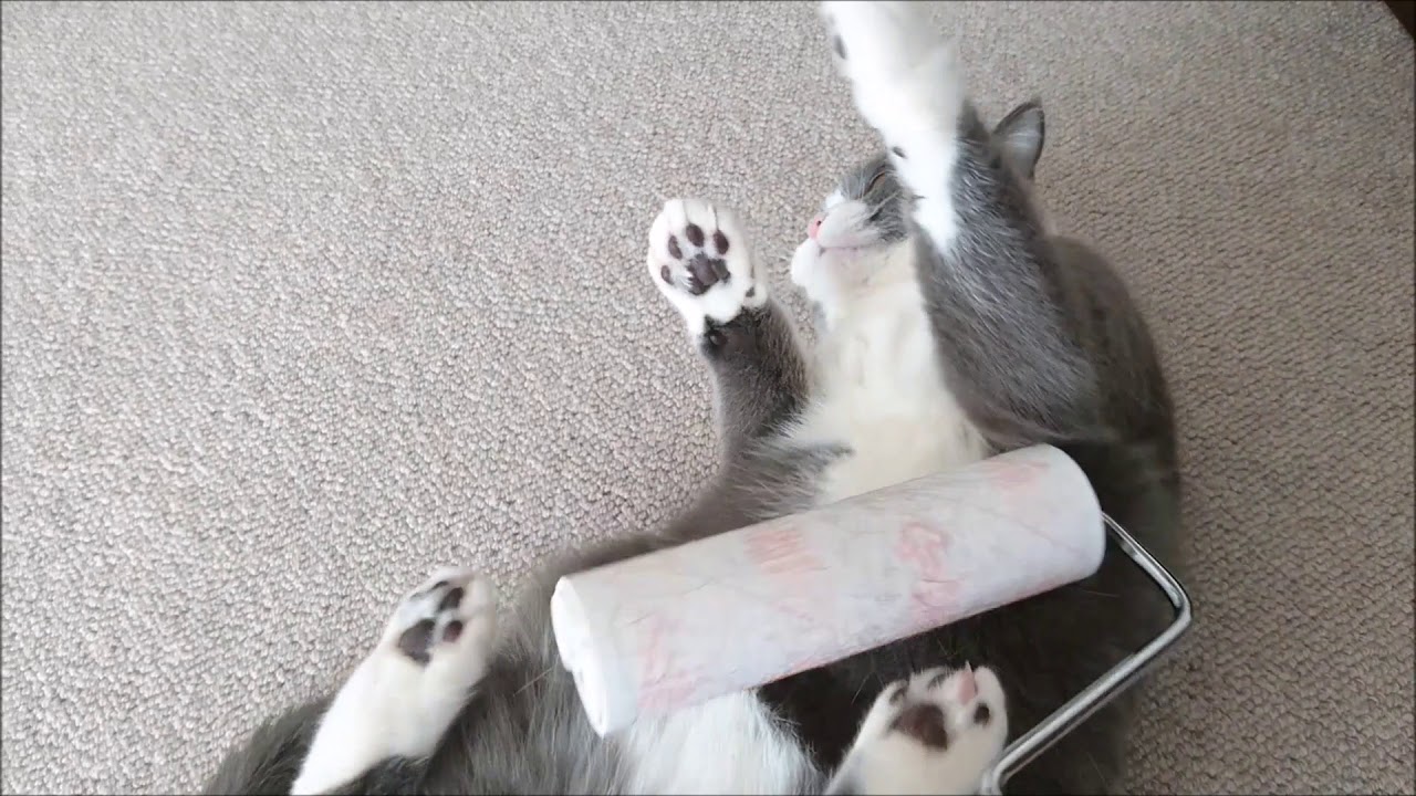 最強！「ニトムズ コロコロ」で春の抜け毛対策 ｜ ブリティッシュショートヘア 猫の小鉄