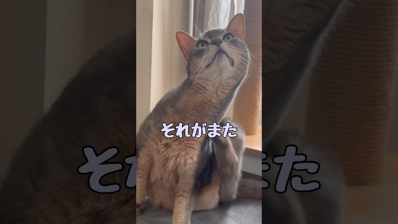 他の猫とちょっと違う動きをする猫 #shorts #アビシニアン #cat