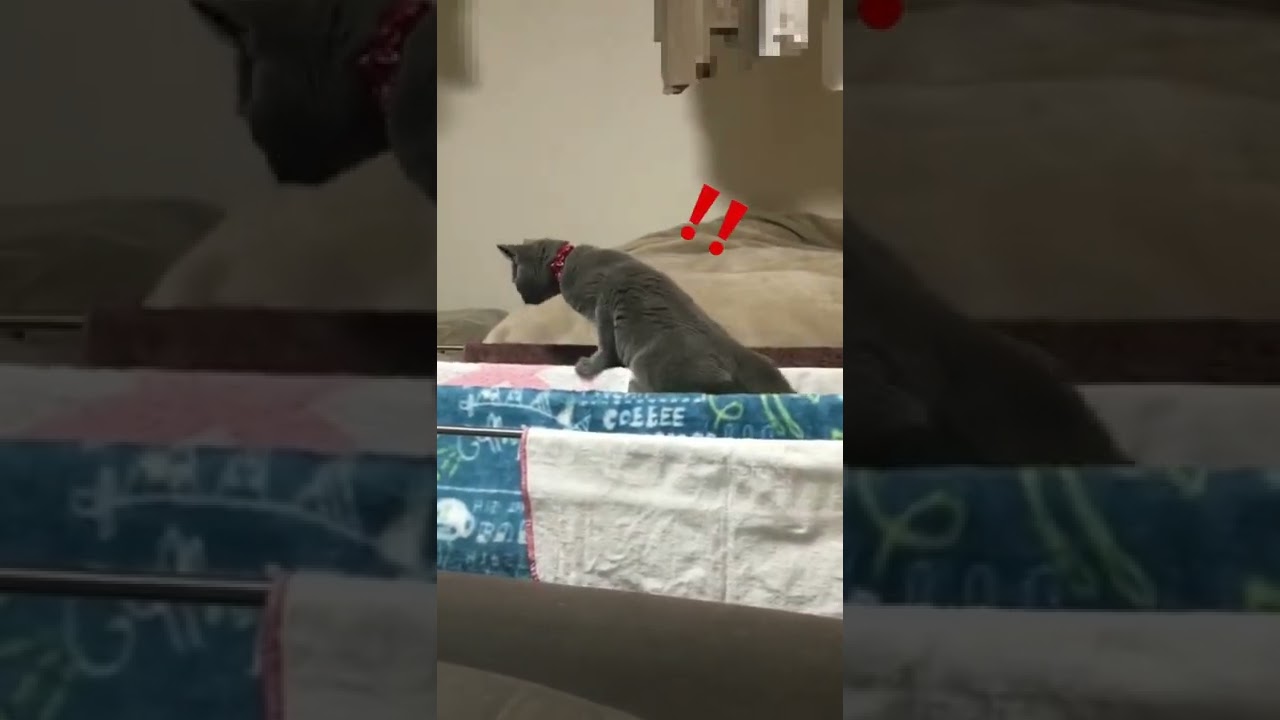 タオル掛けの上でおぼつかない足取り猫【シャルトリュー】#Shorts