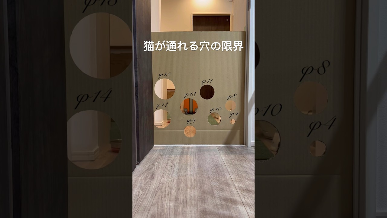 猫が通れる穴の大きさの限界