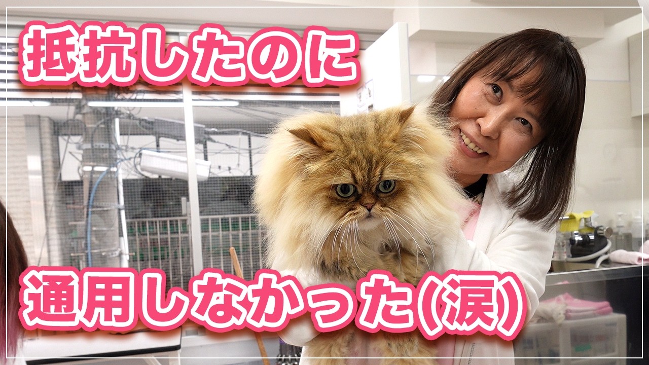 【ほたてちゃん】久しぶりの美容院で猫ちゃんお怒りモード。お母さんが入院してお手入れが出来なくなっちゃった【ペルシャ】