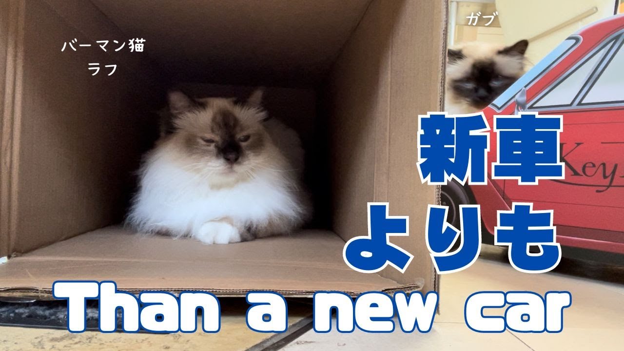 バーマン猫ミカとラフとガブ【新車よりも】Than a new car（バーマン猫）Birman/Cat